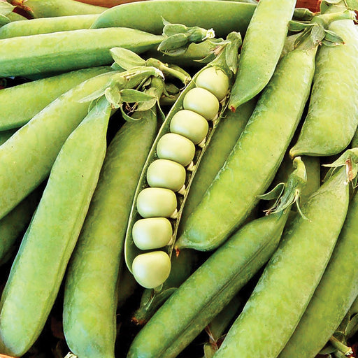 Vibrant green pea pods, one split open revealing plump, fresh peas. Delicious garden vegetable.