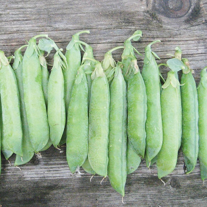 Fresh green pea pods on rustic wood. Healthy organic garden harvest.