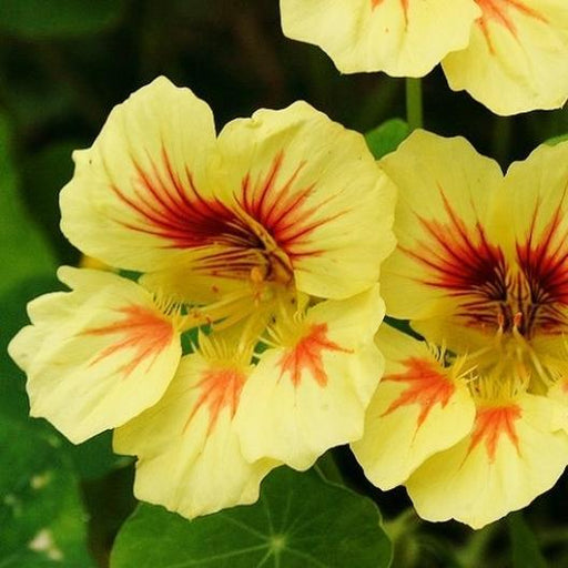 Vibrant yellow nasturtium flowers with striking red veins and green leaves, ideal for edible gardens.