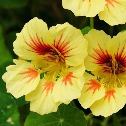 Vibrant yellow nasturtium flowers with striking red veins and green leaves, ideal for edible gardens.