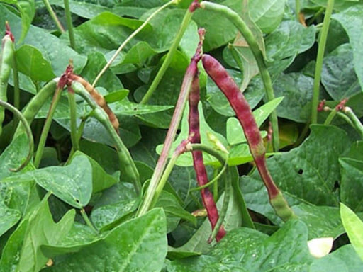Vibrant red and green bean pods growing on plants amidst lush green leaves in a garden. Fresh produce.