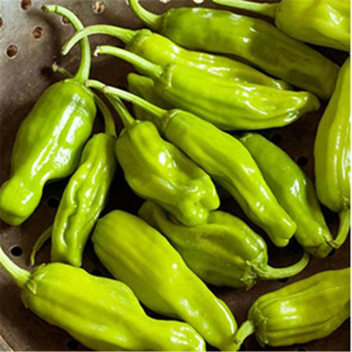 Fresh, vibrant green shishito peppers. Delicious mild chili peppers, perfect for roasting, grilling, or stir-frying.