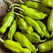 Fresh, vibrant green shishito peppers. Delicious mild chili peppers, perfect for roasting, grilling, or stir-frying.
