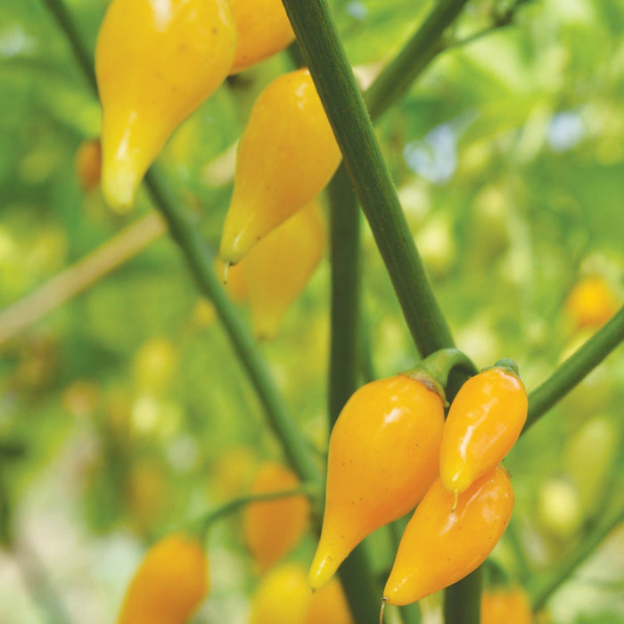 Fresh yellow biquinho peppers ripening on a vibrant green plant.