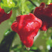 Wrinkled red hot pepper with glistening water drops, garden fresh.