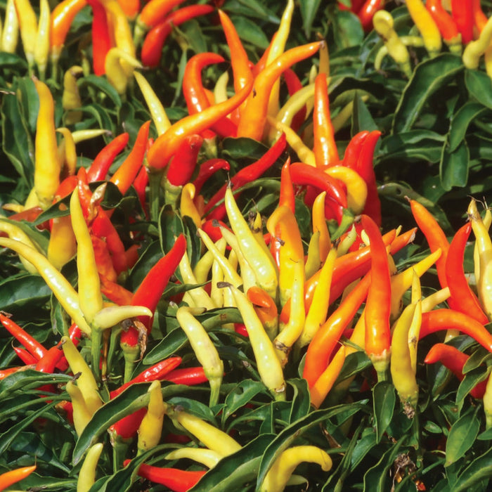 Vibrant red, orange, and yellow hot chili peppers growing on a green plant. Fresh spicy garden peppers.