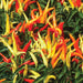 Vibrant red, orange, and yellow hot chili peppers growing on a green plant. Fresh spicy garden peppers.