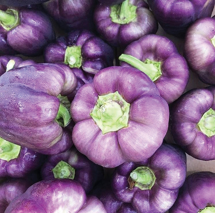 Vibrant purple bell peppers with green stems, fresh organic vegetables.
