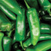 Close-up of vibrant green jalapeno chili peppers, fresh produce.