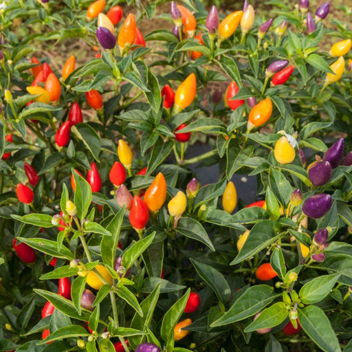 Vibrant ornamental pepper plant with red, orange, yellow, and purple chili peppers among green leaves.