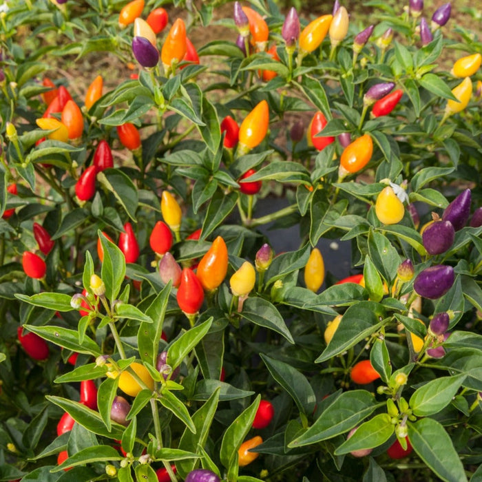 Vibrant ornamental pepper plant with red, orange, yellow, and purple chili peppers among green leaves.