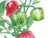 Vibrant red and green bell peppers growing on a plant, hand-drawn illustration. Fresh garden vegetables.