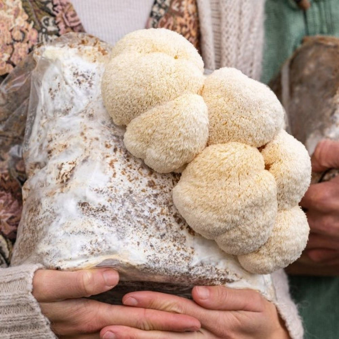 Premium Lion's Mane Mushroom Fruiting Block Grow Kit - 5 LBS