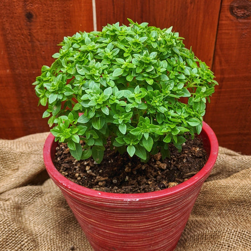 Vibrant green dwarf basil plant in a red ribbed pot. Fresh culinary herb on burlap with wood fence.