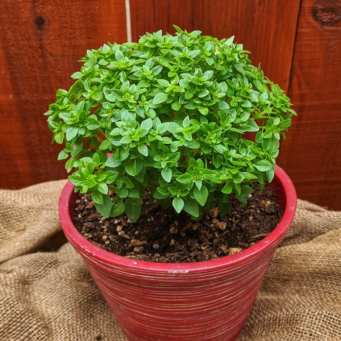 Vibrant green dwarf basil plant in a red ribbed pot. Fresh culinary herb on burlap with wood fence.