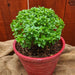 Vibrant green dwarf basil plant in a red ribbed pot. Fresh culinary herb on burlap with wood fence.