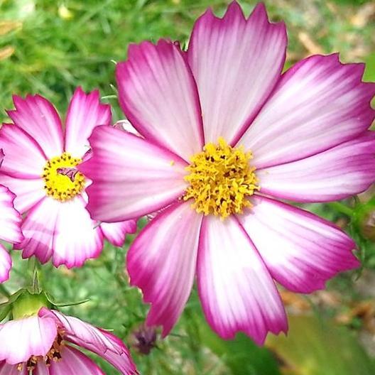 Vibrant bicolor pink and white cosmos flowers with bright yellow centers blooming in a garden.