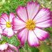 Vibrant bicolor pink and white cosmos flowers with bright yellow centers blooming in a garden.