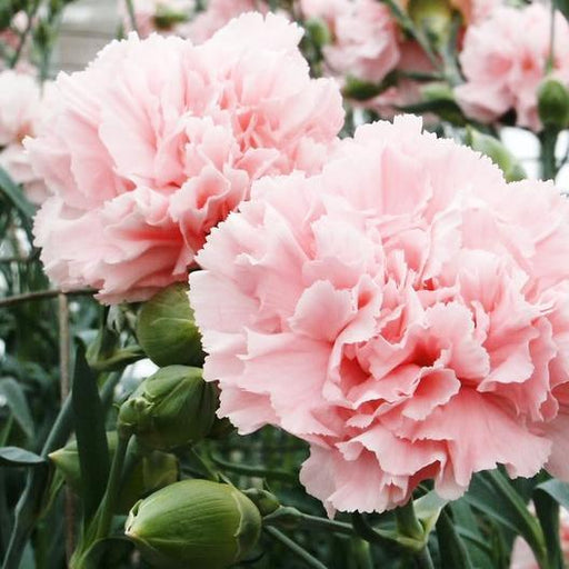 Soft pink carnation flowers with ruffled petals, green buds, and lush foliage.