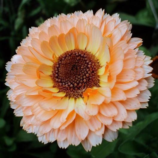 Vibrant peach Calendula flower with yellow-orange petals and a textured brown center. Beautiful garden bloom.