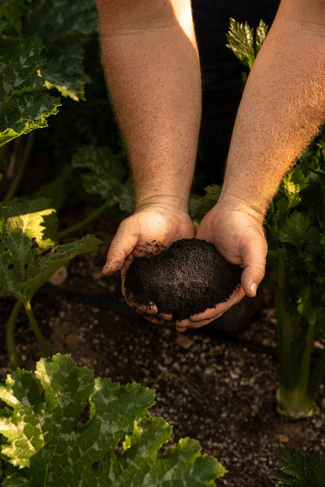 Close-up of hands holding nutrient-rich dark soil in a vibrant organic garden.