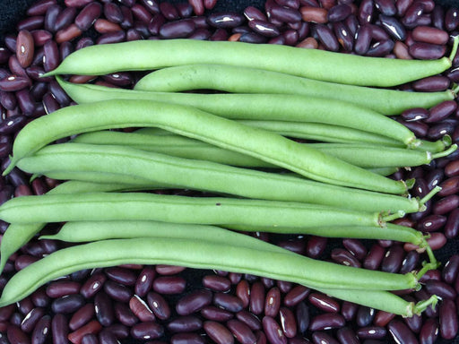 Vibrant green beans over dried kidney beans. Healthy garden fresh legumes.