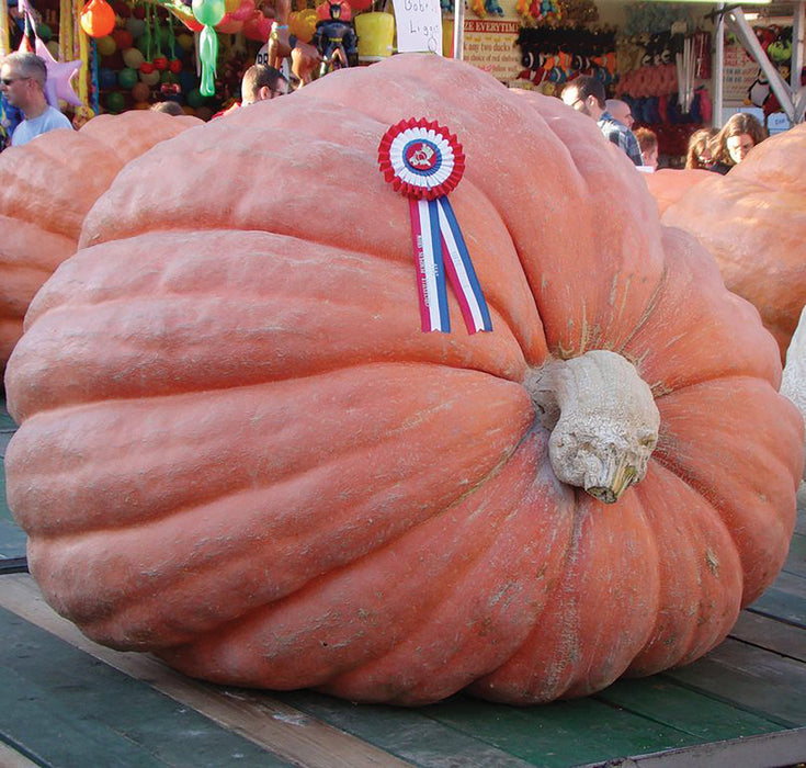 Enormous prize-winning orange pumpkin with a red, white, and blue ribbon at a bustling autumn fair.