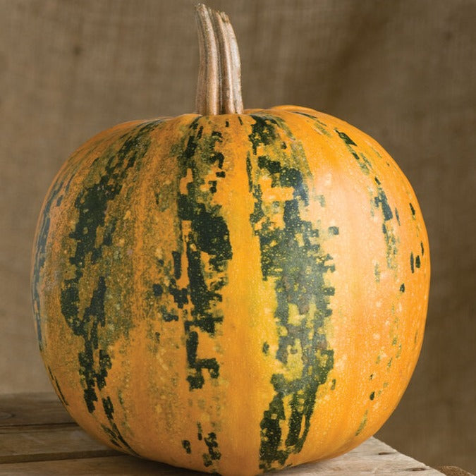 Vibrant orange pumpkin with dark green stripes. Perfect fall decor, autumn harvest, or unique seasonal display.
