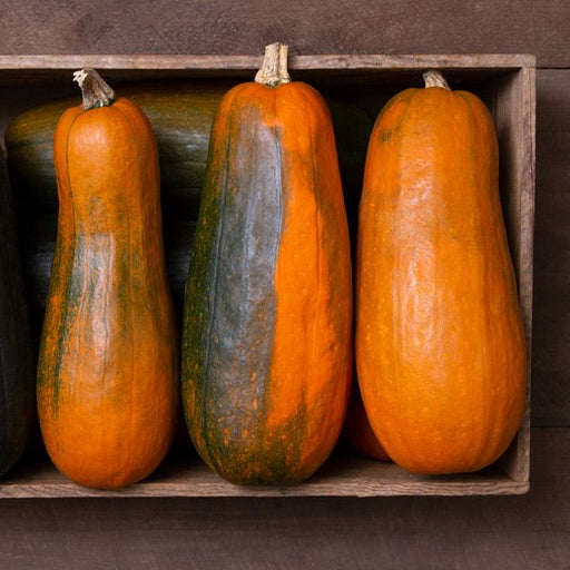 Long orange and green winter squashes in a rustic wood crate. Autumn harvest seasonal produce.
