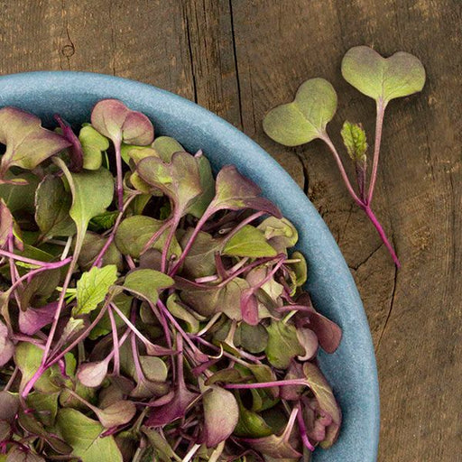 Vibrant red and green radish microgreens in a blue bowl on a rustic wood surface. Fresh, healthy, nutritious salad.