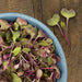 Vibrant red and green radish microgreens in a blue bowl on a rustic wood surface. Fresh, healthy, nutritious salad.