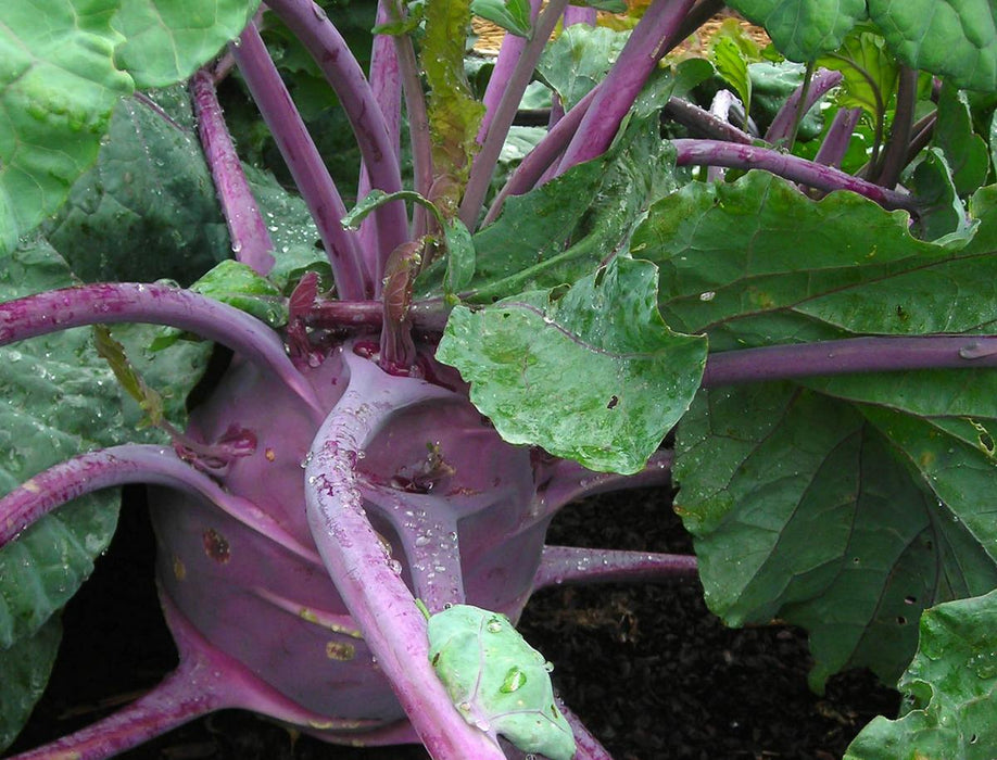 Vibrant purple kohlrabi bulb with green leaves and water droplets. Healthy organic garden vegetable.