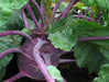 Vibrant purple kohlrabi bulb with green leaves and water droplets. Healthy organic garden vegetable.
