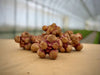 Harvested reddish-brown Jerusalem artichokes (sunchokes) on a wooden surface, with a greenhouse background.