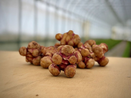 Harvested reddish-brown Jerusalem artichokes (sunchokes) on a wooden surface, with a greenhouse background.