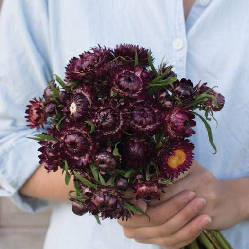 Hands holding a bouquet of deep burgundy everlasting strawflowers with green stems. Dried floral decor.