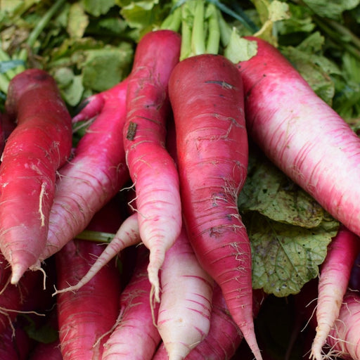 Fresh long red and white radishes with green leaves. Healthy market vegetables, farm produce.