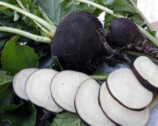 Fresh black radishes, whole and sliced, with green leaves. Healthy garden root vegetables for cooking or salad.