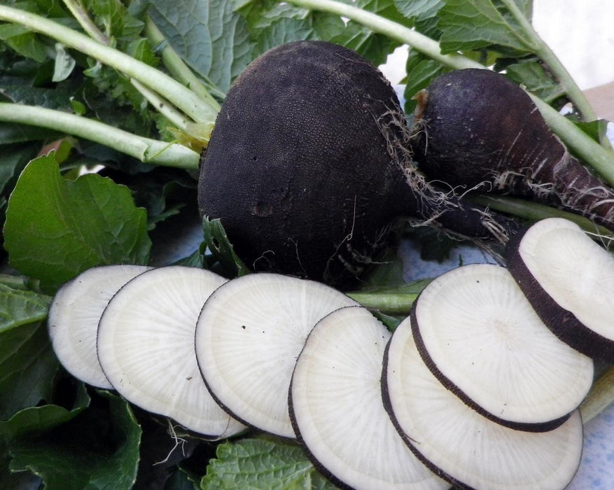 Fresh black radishes, whole and sliced, with green leaves. Healthy garden root vegetables for cooking or salad.