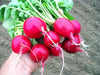 Freshly harvested bright red radishes with green leafy tops and white roots, held in a hand. Organic garden vegetables.