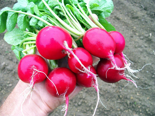 Freshly harvested bright red radishes with green leafy tops and white roots, held in a hand. Organic garden vegetables.