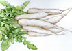 Fresh white daikon radishes with green leafy tops, watercolor botanical illustration.
