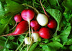 Freshly harvested red, pink, and white radishes with green leaves. Organic root vegetables.