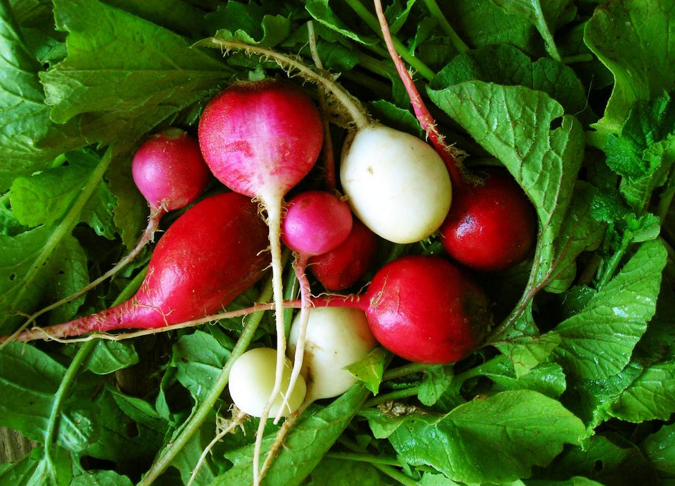 Freshly harvested red, pink, and white radishes with green leaves. Organic root vegetables.