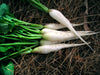 Freshly harvested white daikon radishes with green tops on dry straw. Healthy root vegetables.