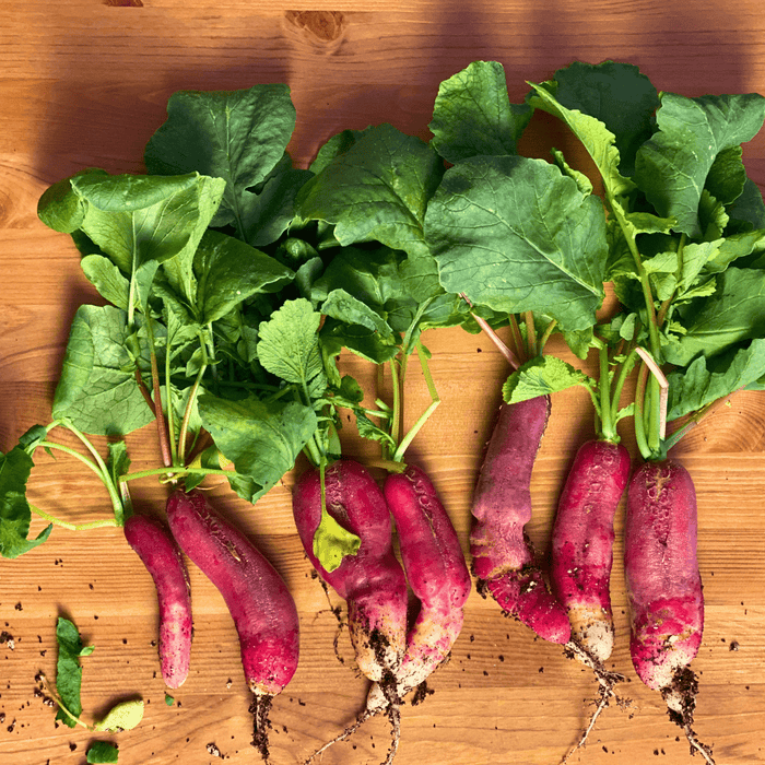 Freshly harvested long purple radishes with green leafy tops and soil on a light wooden table.