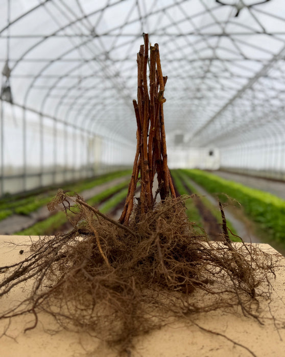Bare-root plant saplings with extensive roots on a table in a greenhouse, ready for planting.