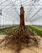 Bare-root plant saplings with extensive roots on a table in a greenhouse, ready for planting.