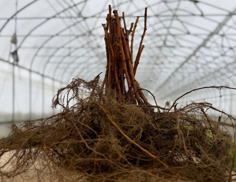 Dormant bare root plant with thick brown stems and fibrous roots, ready for planting in a greenhouse.