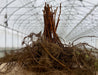 Dormant bare root plant with thick brown stems and fibrous roots, ready for planting in a greenhouse.